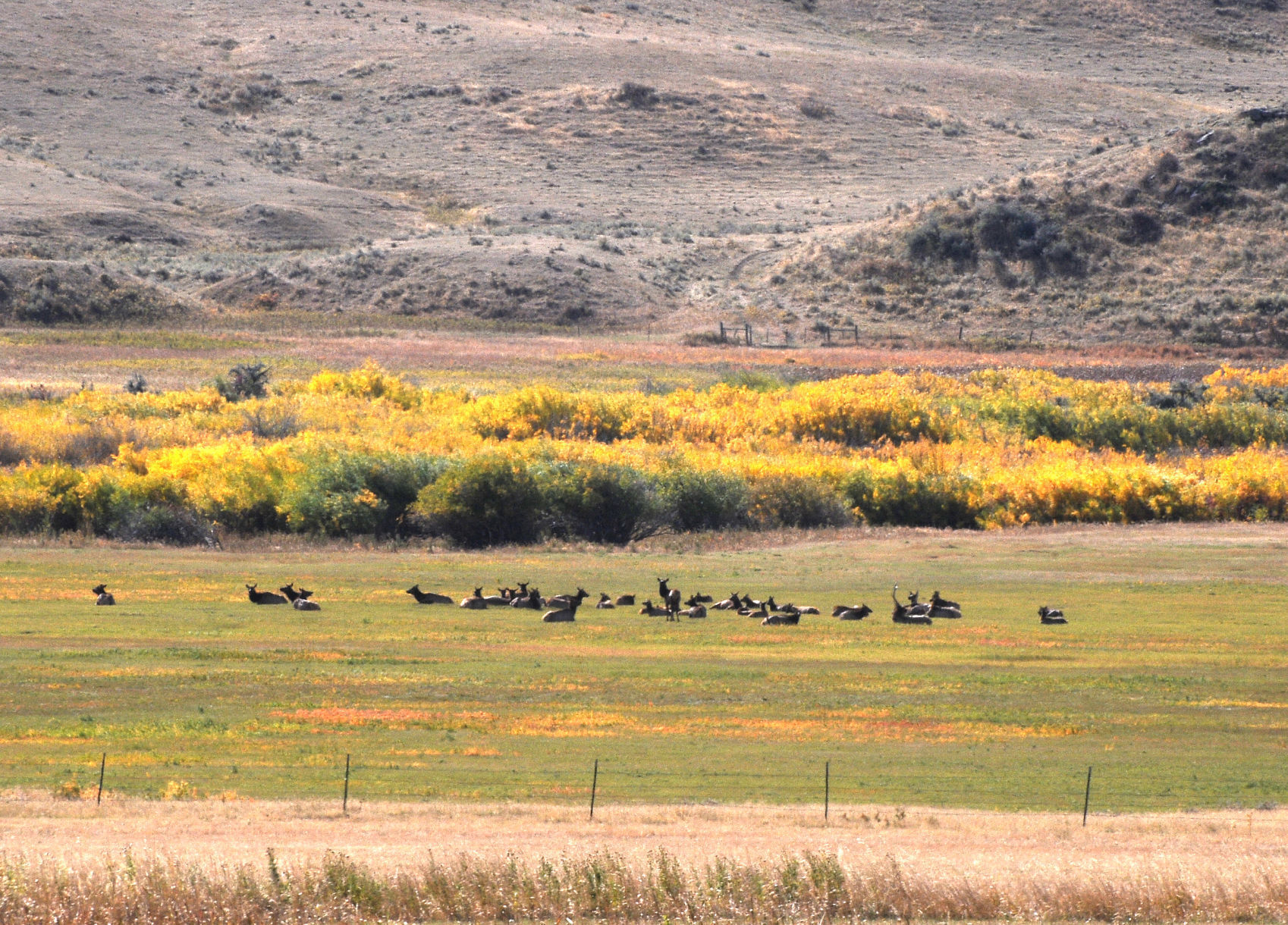 Elk aplenty